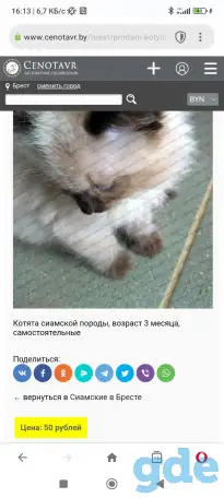 Продаются сиамские котята, фотография 1