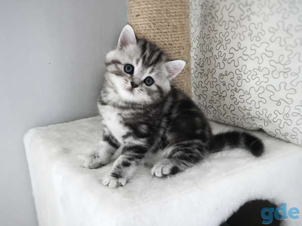 Шотландские котята, фотография 1