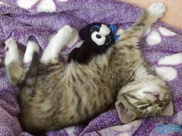 Отдам котенка в хорошие руки, фотография 7