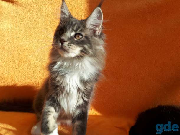 Еще совсем котёнок  , 3,5 мес., фотография 4