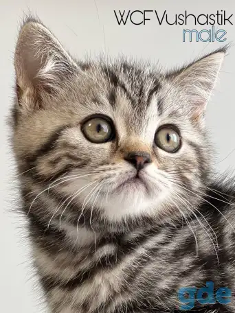 Шотланладский мальчик, котенок, скоттиш, мрамор, фотография 1