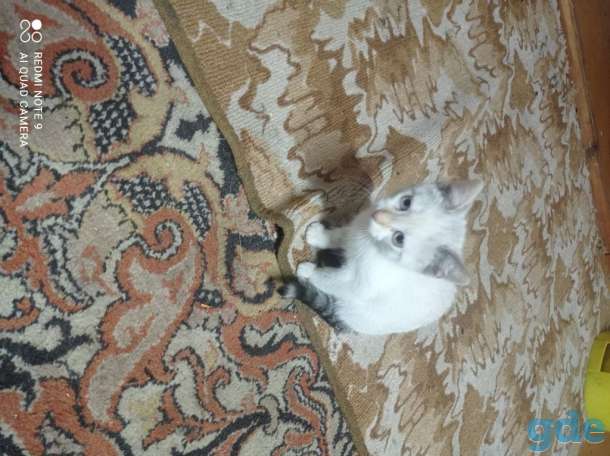 Одам котенка, фотография 3