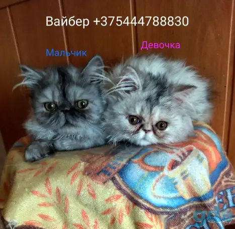 Персидские котята экстремального типа чистокровные. Персы., фотография 2