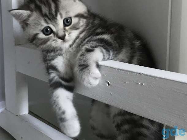 Шотландские котята, фотография 5