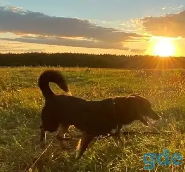 Срочно нужен дом для маленького, молодого пса., фотография 4