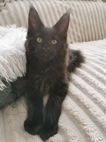 Котятa Мейн Куны из питомника, фотография 4