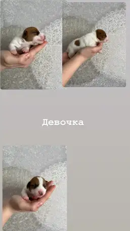 Щенки Джек Рассел терьер, фотография 4