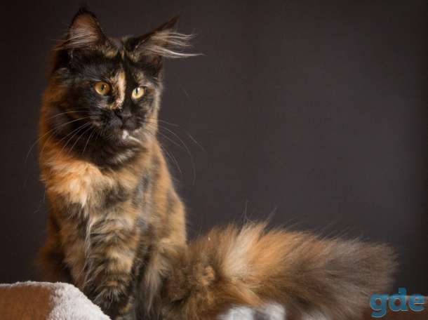 Котёнок мейн кун, фотография 2
