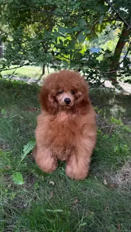 Продажа  пуделей, фотография 1