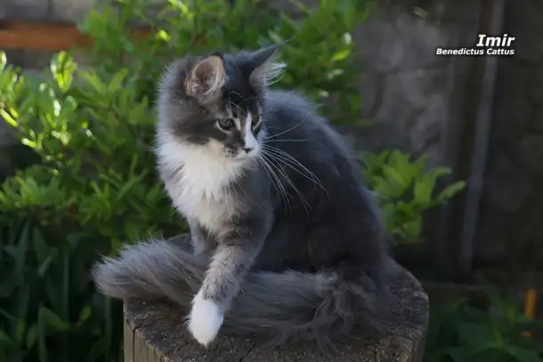 Мейн-кун  котёнок  мальчик, фотография 2