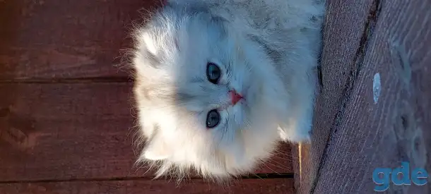 Котята, фотография 2