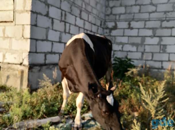 Продам корову, фотография 3