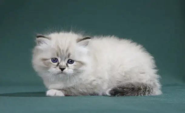 Сибирский котенок, невский маскарадный котенок, фотография 10