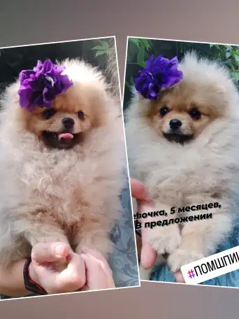 Померанский шпиц, щенки. Мини мишки, фотография 4