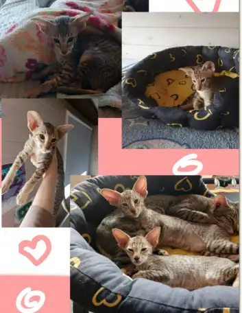 Ориентальные котята, фотография 1