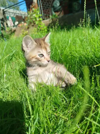 Котята в хорошие руки, фотография 8