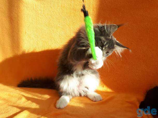 Еще совсем котёнок  , 3,5 мес., фотография 10