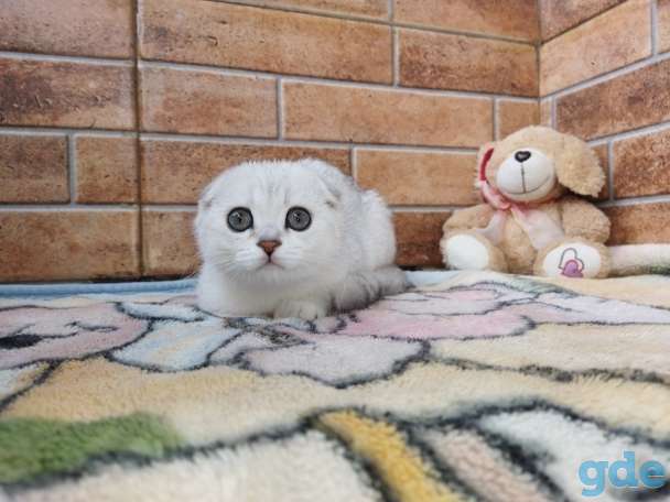Шотландский котенок, фотография 11