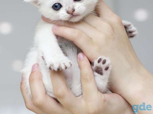 Продаются шотландские котята, фотография 6