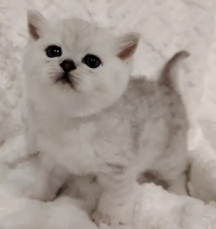 Шотландские котята., фотография 7