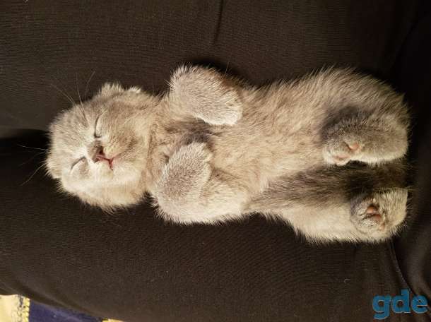 вислоухие котята, недорого!, фотография 3