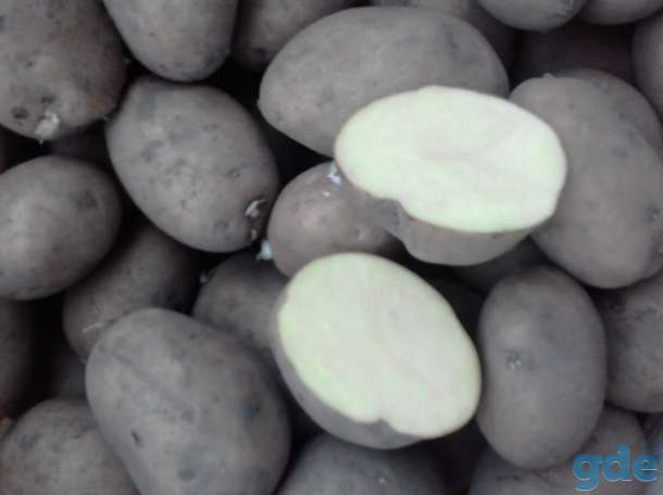 Продам картошку, фотография 1
