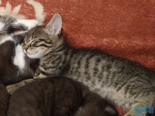 Котенок в дар, фотография 3