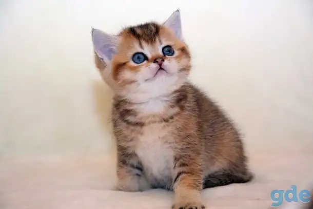 ЗОЛОТАЯ ШИНШИЛЛА шотландские котята, фотография 5
