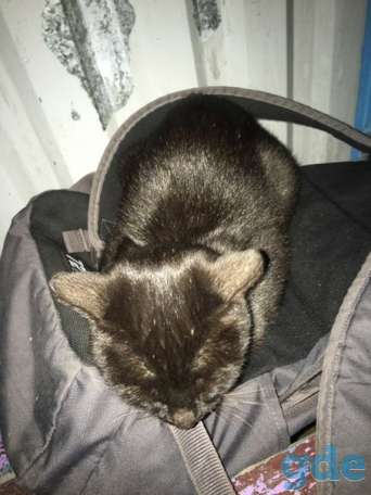Кошечка ищет дом, фотография 2