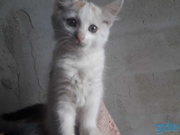 Красивые котята, фотография 2
