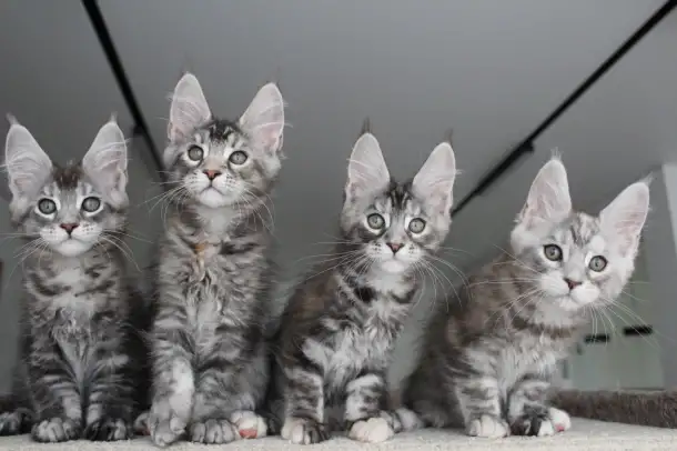 Мейн кун котята!, фотография 6