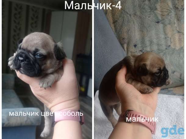 Щенки французского бульдога, фотография 4