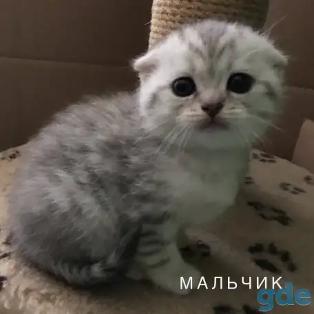 Шотландские вислоухие котята, фотография 8