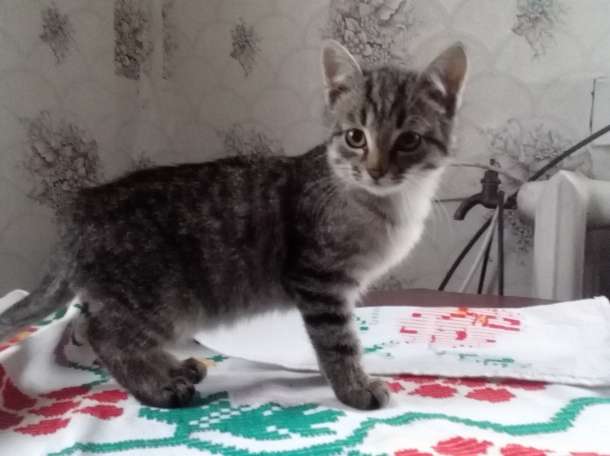 Отдам котят, фотография 2