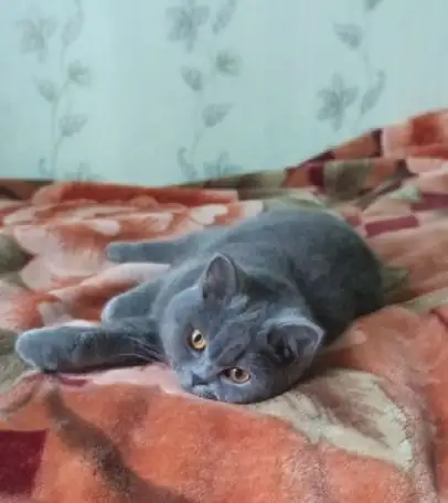 Продаю шотландских вислоухих и прямоухих котят, фотография 8