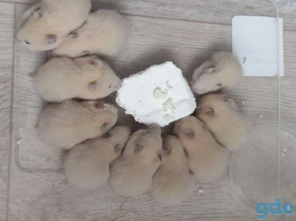 Продам сирийских хомячков, фотография 1
