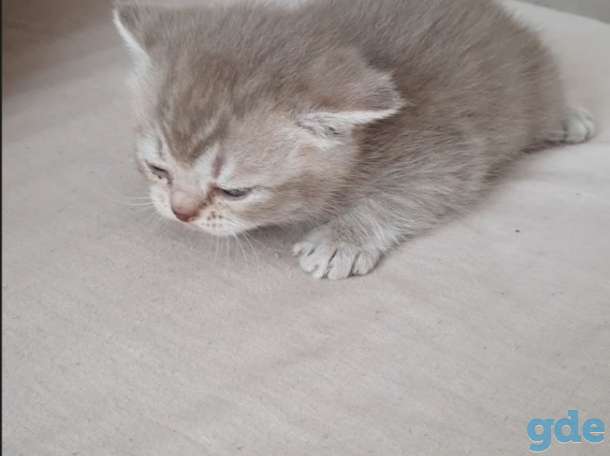 Шотландские котята, фотография 3