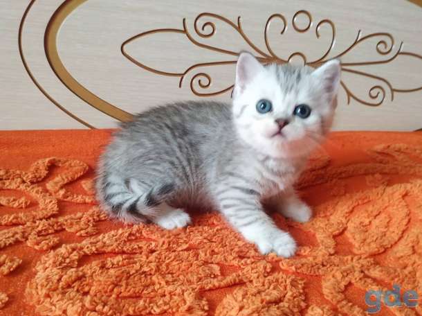 Шотландских породистых котят, фотография 7