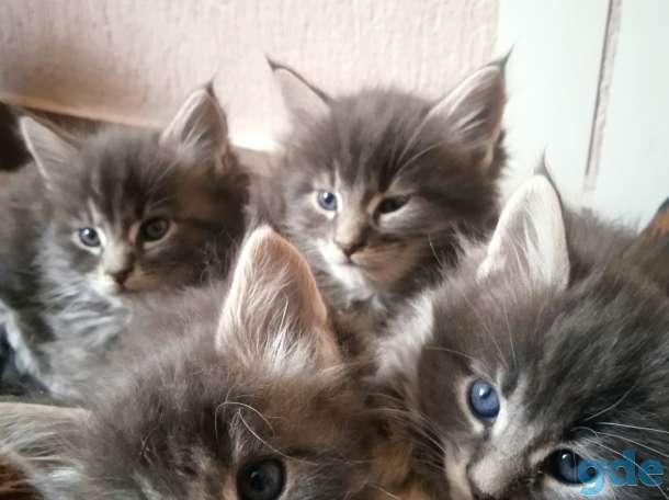 Котята мейкун, фотография 5