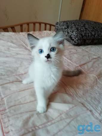 Котёнок Рэгдолл в любящую семью, фотография 1
