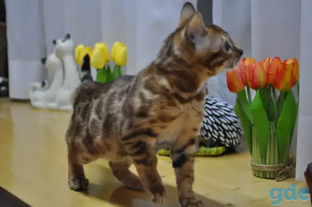 Бенгальская кошечка, фотография 3
