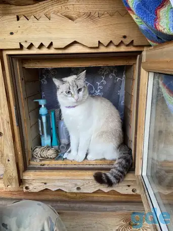 Пропала кошка, фотография 1