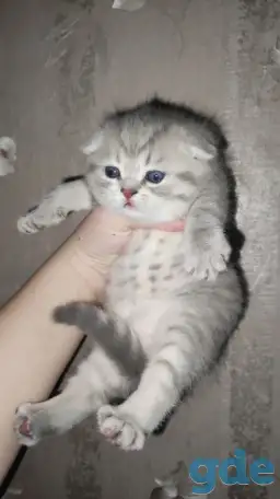 Шотландские чистокровные котята, фотография 4