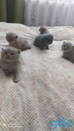 Британские котята, фотография 4