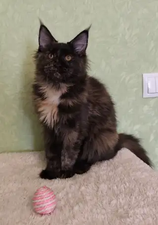 Котятa Мейн Куны (питомник), фотография 4