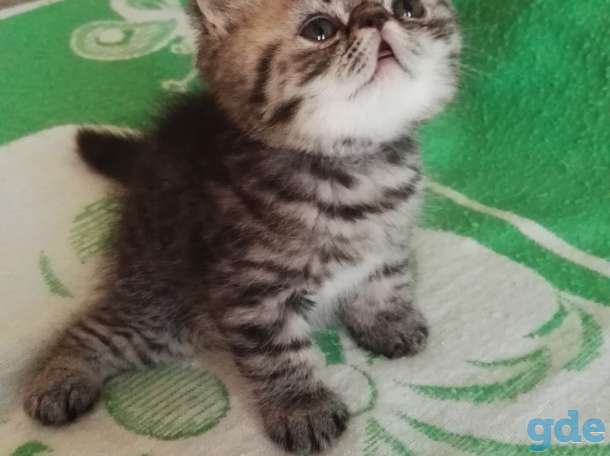 Котята плюшевые экзоты, фотография 1