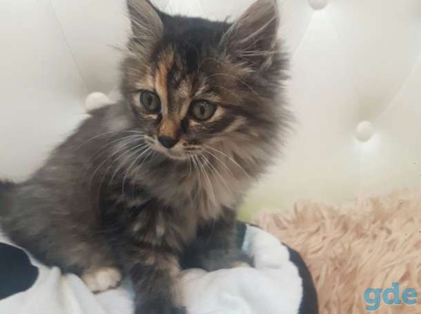 маленький котенок ищет дом, фотография 2