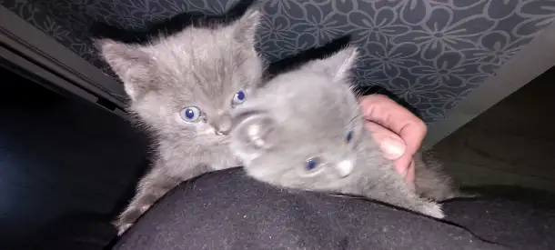 Котята британцы, фотография 2