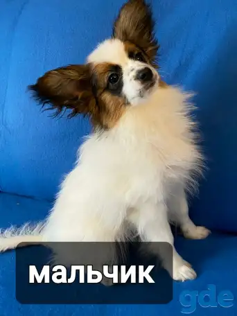 Щенки папильона, фотография 5