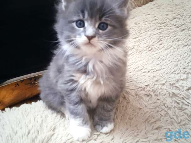 Котята мейкун, фотография 1
